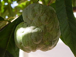 Gyömbéralma (Annona squamosa) gyümölcse