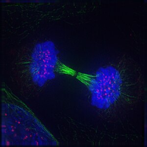 Telofase