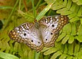 White Peacock