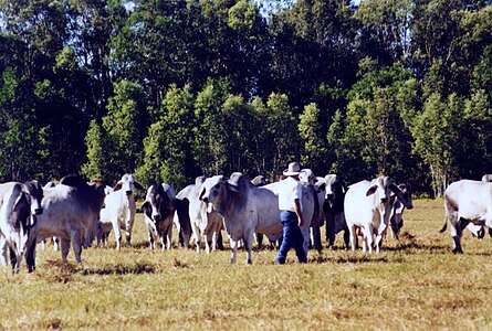 Zezenak soro batean, Iparraldeko Lurraldea, Australia