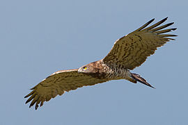 Șerpar (Circaetus gallicus)