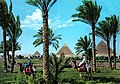 Pyramids of Giza in 1960s