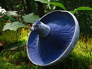 Lactarius indigo[36]