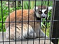 Lemur catta, Yumemigasaki Zoological Park, Kawasaki, Japan