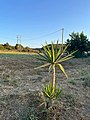 Yucca gigantea