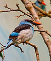 Blue-breasted Kingfisher