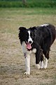 O Border Collie, d'orichens britanicas, ye una d'as imáchens que mas a sobén s'asocia con l'oficio de can de chirar, gracias a la suya presencia en o cine y en os concursos y exhibicions.