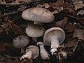 Clitocybe nebularis