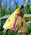 (Diacrisia sannio, male