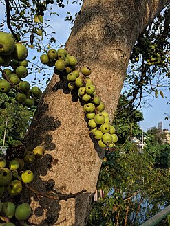 Ficus racemosa (India)