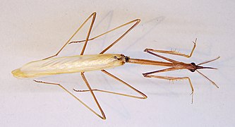 Hypsicorypha gracilis