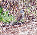 Junco vulcani