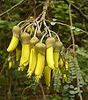 Kowhai