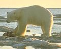 Polar bear (Ursus maritimus)