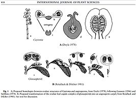 Fig. 5 Diagram comparing ovulate structures in Caytoniales, Glossopteridales, and Angiospermae. The upper illustrations show Caytoniales as angiosperm ancestors,[7] and the lower illustrations show glossopterid ancestors.[13]