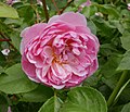 Rosa Anne Boleyn, David C. H. Austin, 1990 (Royaume-Uni) AUSecret-EE 2B 91