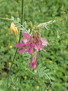 Vicia pannonica