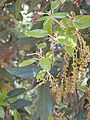 Male catkins, Serra de Collserola, Catalonia, Spain