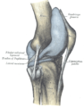 Cápsula da articulação do joelho direito (distendida). Aspecto lateral.