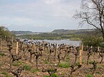 Weinberg über der Loire bei Le Cellier