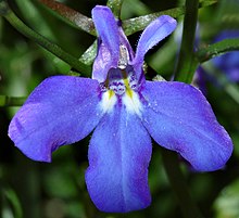 Lobelia close-up (aka).jpg