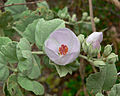 Malacothamnus fasciculatus