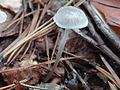 Mycena cinerella