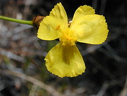 Xyris indica