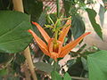 Passiflora aurantia, uma flor de "paixão" australiana