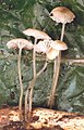 Roridomyces roridus