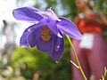 Aquilegia pyrenaica