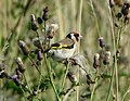 Evropski češljugar (Carduelis carduelis) za uzimanje hrane puže na čičku.