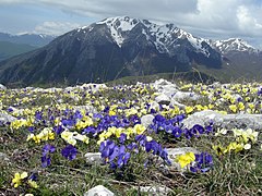 Monte Marsicano (2245 m)