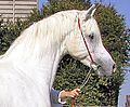 Hechtkopf bei einem Araber-Hengst (konkaves Profil)