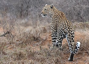 Afrikanischer Leopard (Panthera pardus pardus)