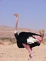 Male Ostrich, Chay Bar Yotvata, Israel