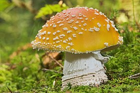 Amanita muscaria (Agaricales)