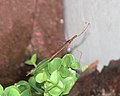 Brown water scorpion