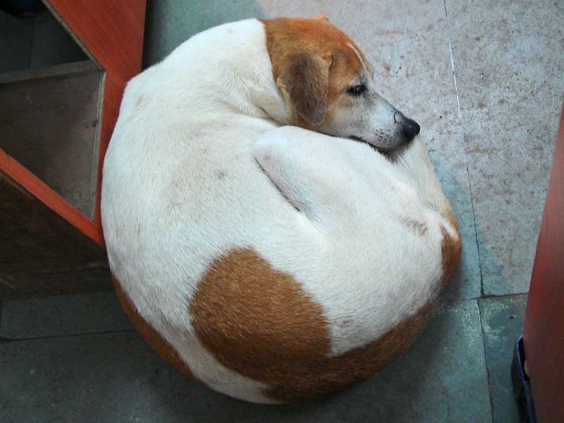 File:Curled dog.jpg