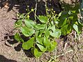 Euonymus japonicus leaves and flowers