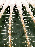 Kroenleinia grusonii spine detail at the United States Botanic Gardens