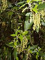 Male catkins, Serra de Collserola, Catalonia, Spain