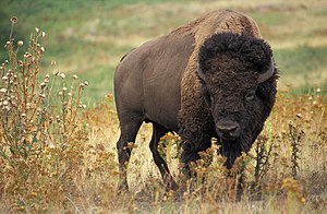 Amerikansk bison. Foto: Jack Dykinga