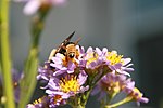 Aster tataricus