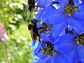 Шмель и живокость (Delphinium)