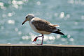 Pallas's gull