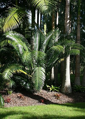 Lepidozamia peroffskyana.