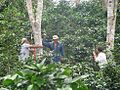 Suivi du carbone dans une plantation du café en Pérou.