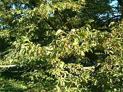 Carpen negru (Ostrya carpinifolia)