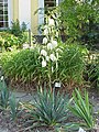 Yucca filamentosa